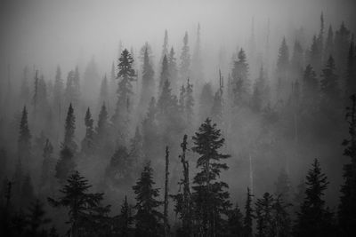 Scenic views of the temperate rainforest with mist and low cloud