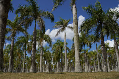 Low angle view of coconut palm trees on field against sky