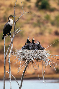 Close-up of birds on bare tree