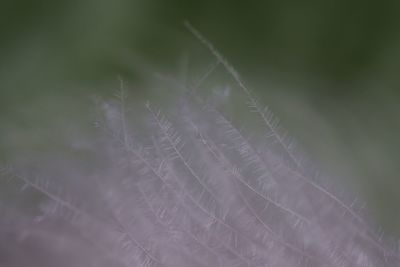 fragility