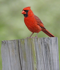 Close-up of bird perching on wooden post