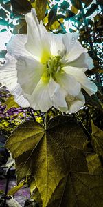 Close-up of white flowering plant