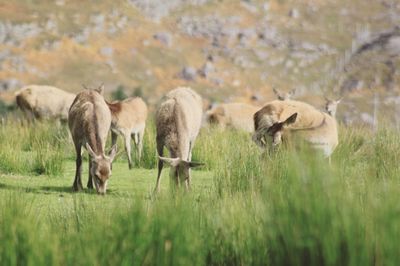 Sheep grazing on field