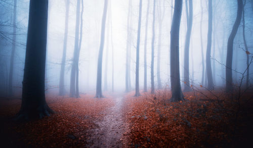 Trees in forest during autumn