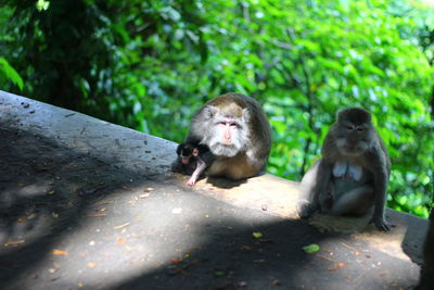 Close-up of monkey sitting outdoors