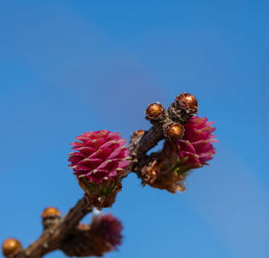 Low angle view of flowering plant against blue sky