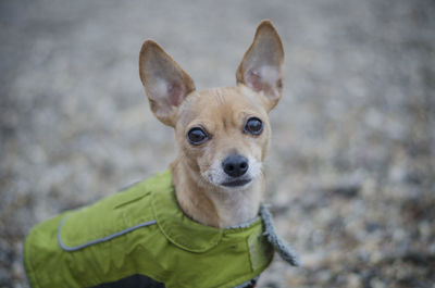 Close-up portrait of dog