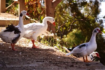 Geese and muscovy ducks on field against trees