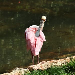 Colorful pink flamingo birds in a close up view on a sunny day