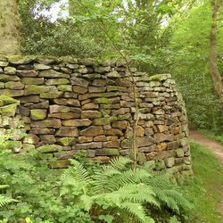 Plants growing on stone wall