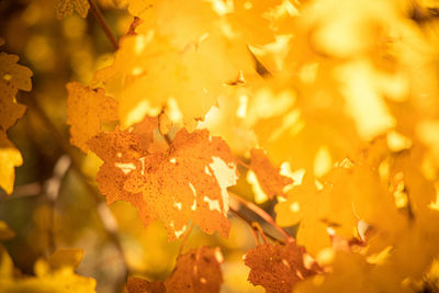 Close-up of yellow maple leaves