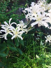 Close-up of white flower blooming in spring