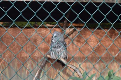 Close-up of an owl in a cage