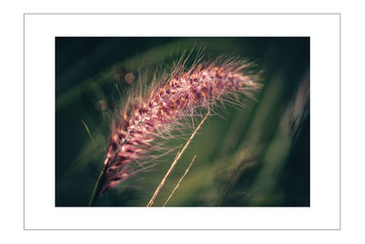 Close-up of grass