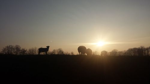Sunset over grassy field