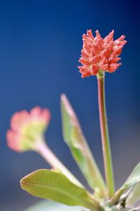 Close-up of pink flower against blue sky