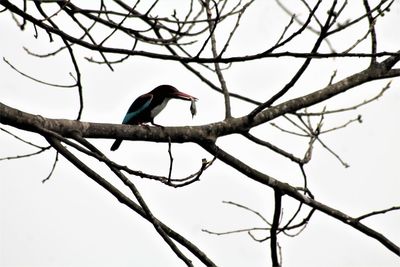 Low angle view of bird perching on branch