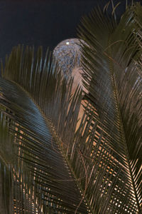 Close-up of palm leaves