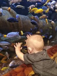 Fishes swimming in sea