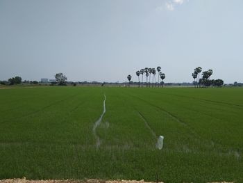 Scenic view of agricultural field against sky