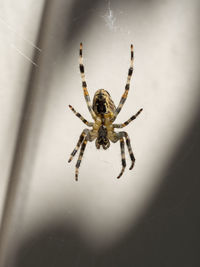 Close-up of spider on web