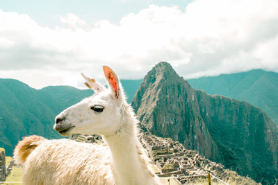 Sheep in a mountain against sky