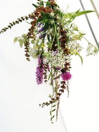 Close-up of flowering plant against white background