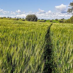 Scenic view of agricultural field against sky