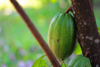 Close-up of fruit growing on tree