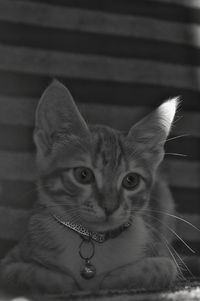 Close-up portrait of cat by wall