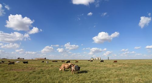 Herd of texas longhorn grazing on grassy oil field against sky