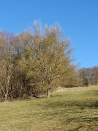 Trees on field against clear blue sky