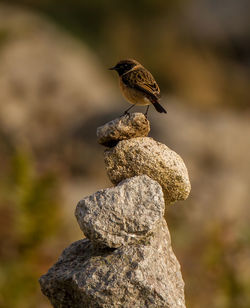 Close-up of bird perching on rock