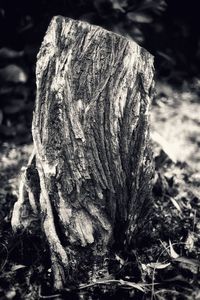 Close-up of tree stump