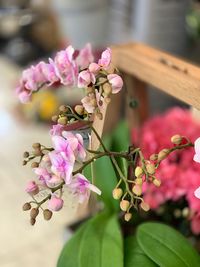 Close-up of pink flowering plant