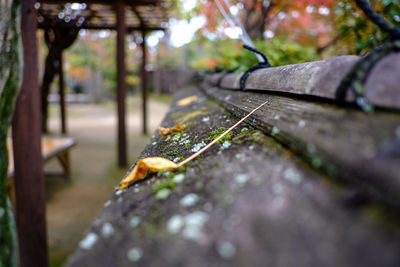 Close-up of wet leaves on tree trunk in park