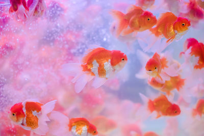 Close-up of fish swimming in sea