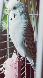 Close-up of birds in cage