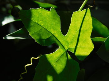 Close-up of green leaves