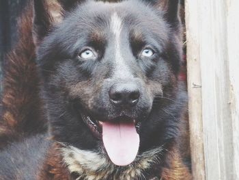 Close-up portrait of dog