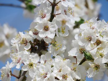 Close-up of white cherry blossoms in spring