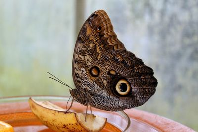 Close-up of butterfly perching outdoors