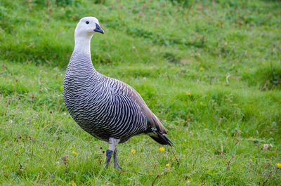 Close-up of a bird on field