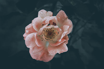 Close-up of white rose