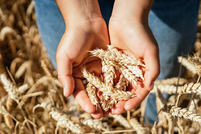 Midsection of person holding corn plant