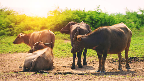 Horses in a field