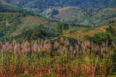 Scenic view of field