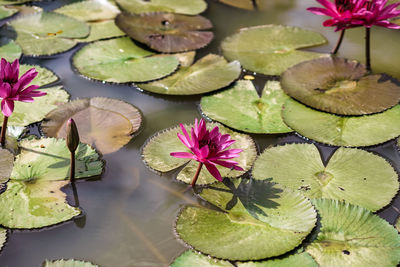 Pink lotus water lily in pond