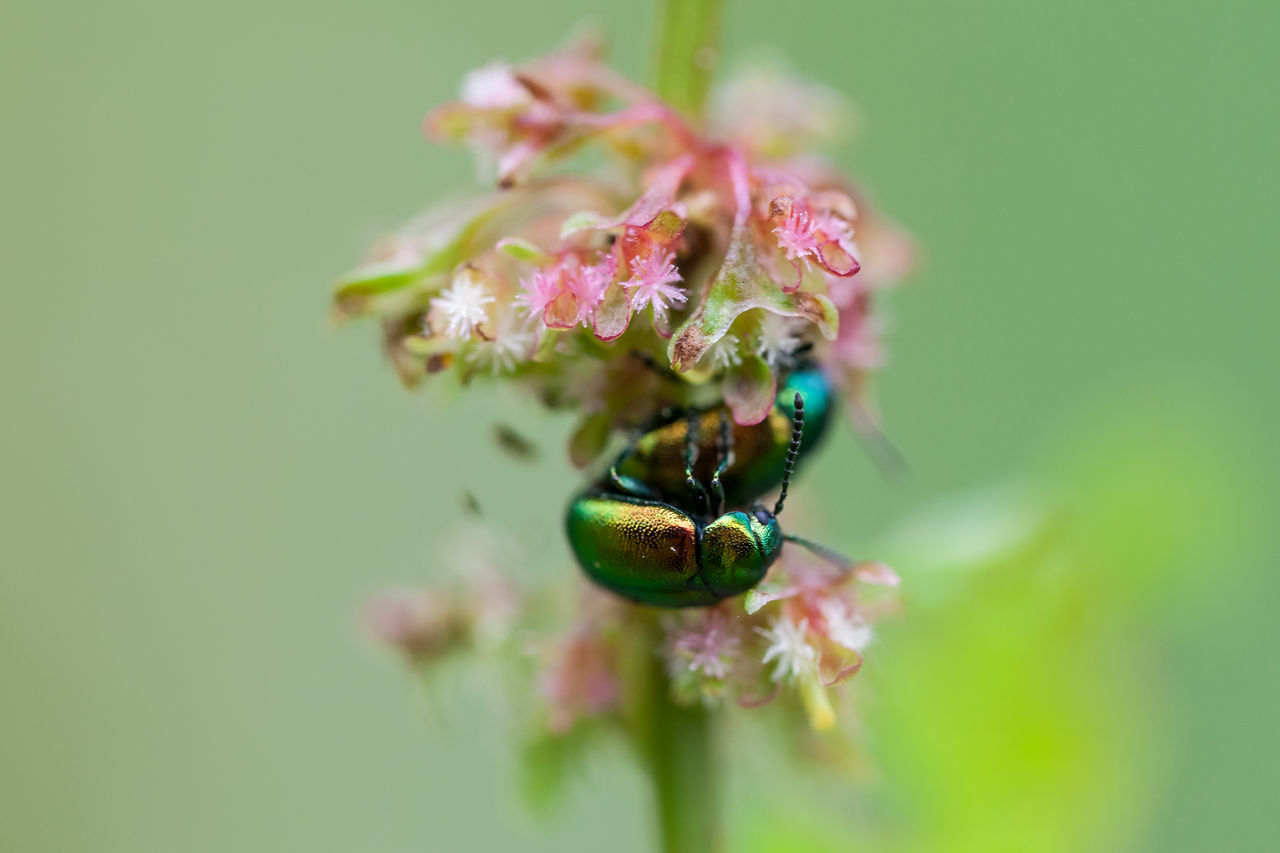 Grüner Sauerampferkäfer