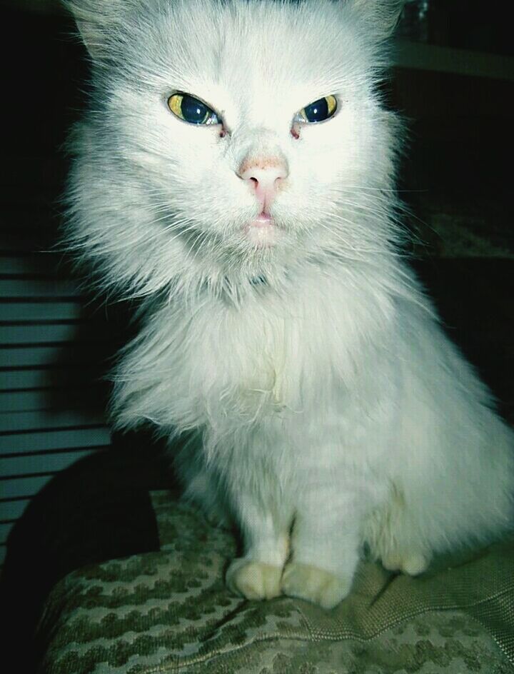 domestic cat, one animal, pets, animal themes, domestic animals, feline, mammal, portrait, looking at camera, whisker, indoors, no people, sitting, close-up, day